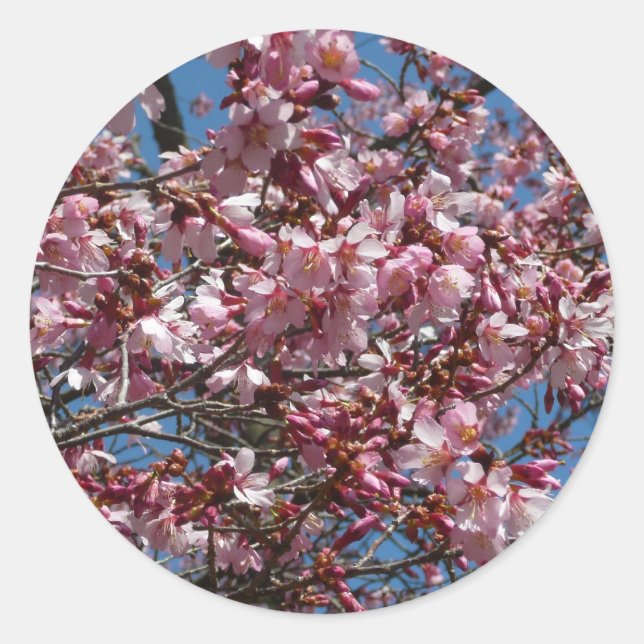 Cherry Blossoms and Blue Sky Spring Floral Classic Round Sticker (Front)