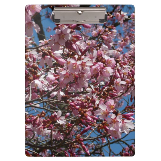 Cherry Blossoms and Blue Sky Spring Floral Clipboard (Front)