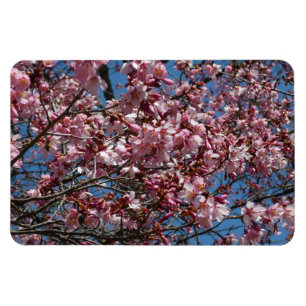 Cherry Blossoms and Blue Sky Spring Floral Magnet