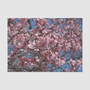 Cherry Blossoms and Blue Sky Spring Floral Tissue Paper