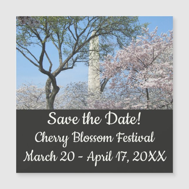 Cherry Blossoms and the Washington Monument in DC (Front)