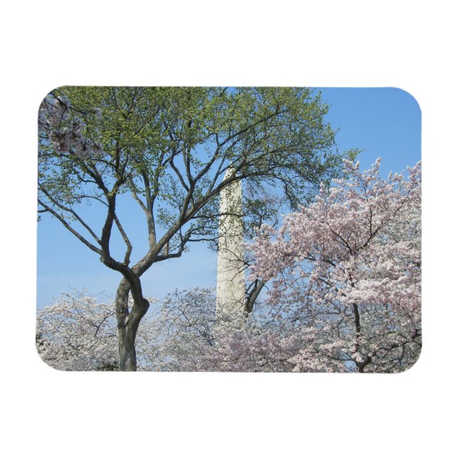 Cherry Blossoms and the Washington Monument in DC Magnet (Horizontal)