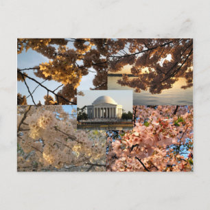 Cherry Blossoms at DC's Tidal Basin Postcard