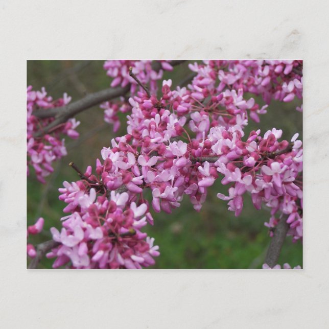 Cherry Blossoms at Jefferson's Monticello Postcard (Front)