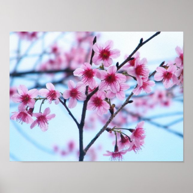 Cherry Blossoms - B Poster (Front)