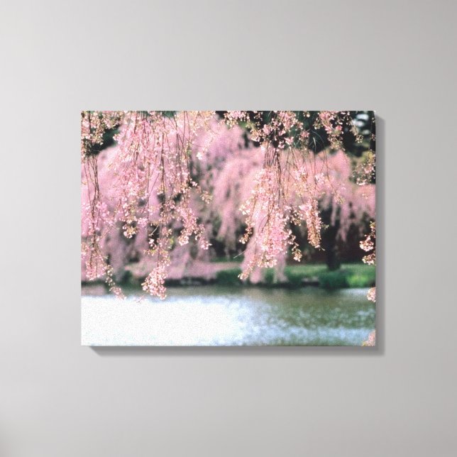 Cherry Blossoms Canvas Print (Front)