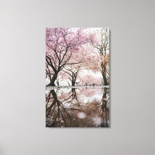 Cherry Blossoms Canvas Print