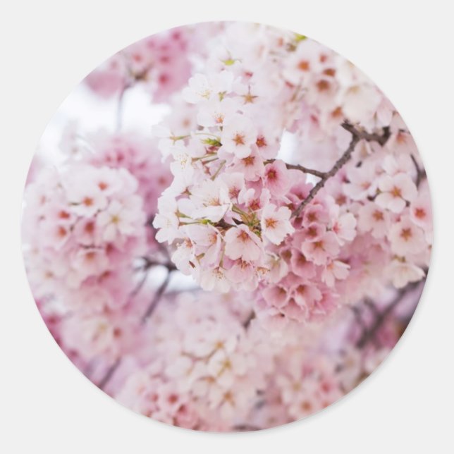 Cherry Blossoms Classic Round Sticker (Front)