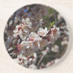 Cherry Blossoms Coaster
