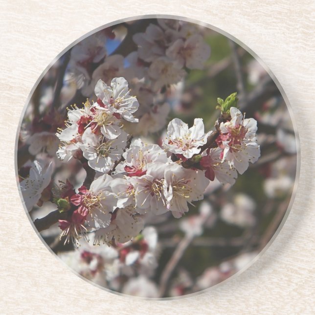Cherry Blossoms Coaster (Front)
