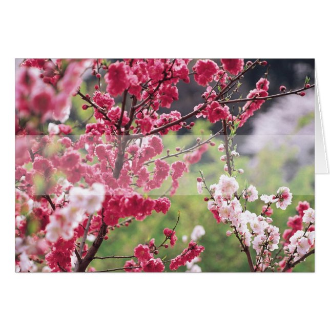 Cherry Blossoms D1 Blank Floral Greeting Card (Front Horizontal)