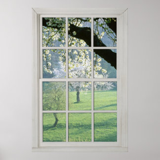 Cherry Blossoms - Fake White Window (2 0f 3) Poster