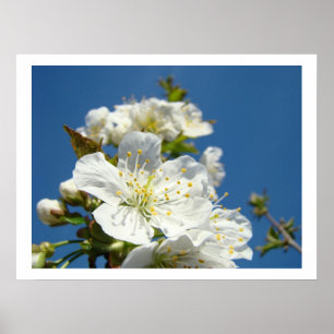 Cherry Blossoms Fine art prints Spring Blue Sky