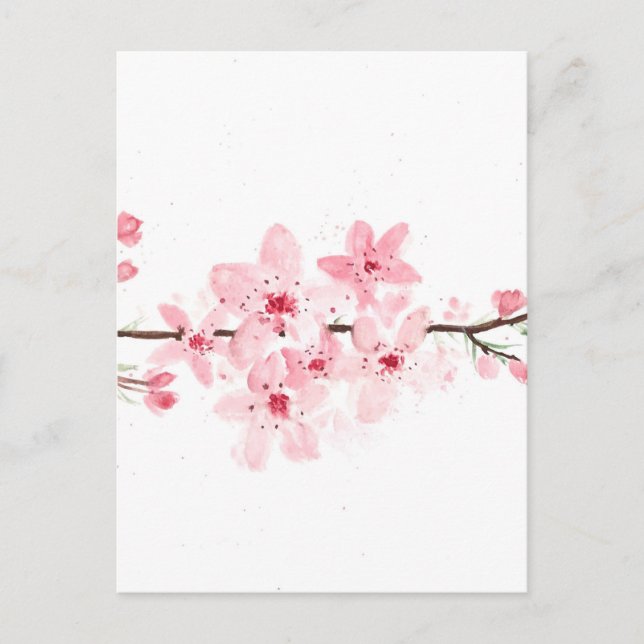 Cherry blossoms flowers postcard (Front)