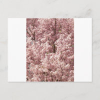 Cherry Blossoms Flowers Tree Nature Destiny Park