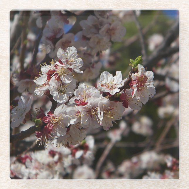 Cherry Blossoms Glass Coaster (Front)