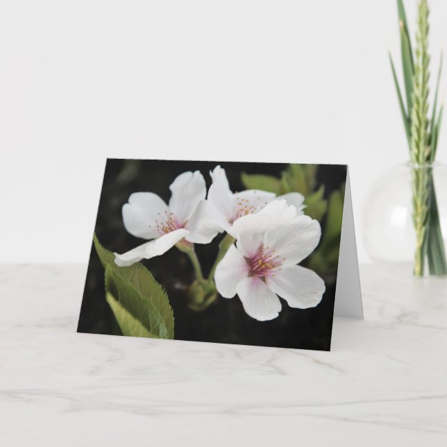 Cherry Blossoms Greeting Card (Front)