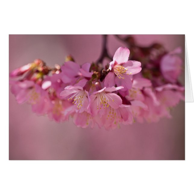 Cherry Blossoms Hot Spring 2012 Vêtements & Cadeau (Devant horizontal)