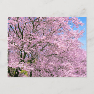 Cherry Blossoms in Bloom Postcard