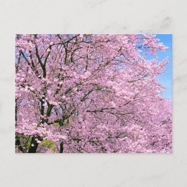 Cherry Blossoms in Bloom Postcard (Front)