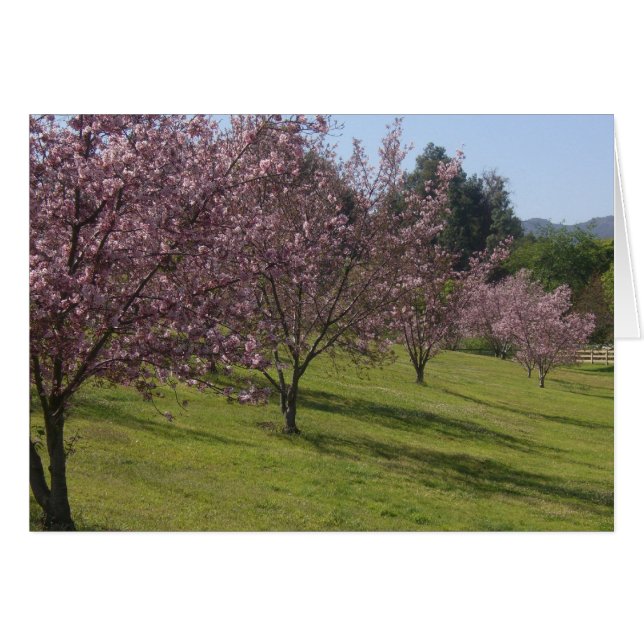 Cherry Blossoms In Full Bloom (Front Horizontal)