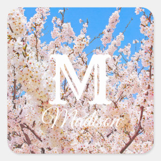Cherry Blossoms in Full Bloom Square Sticker