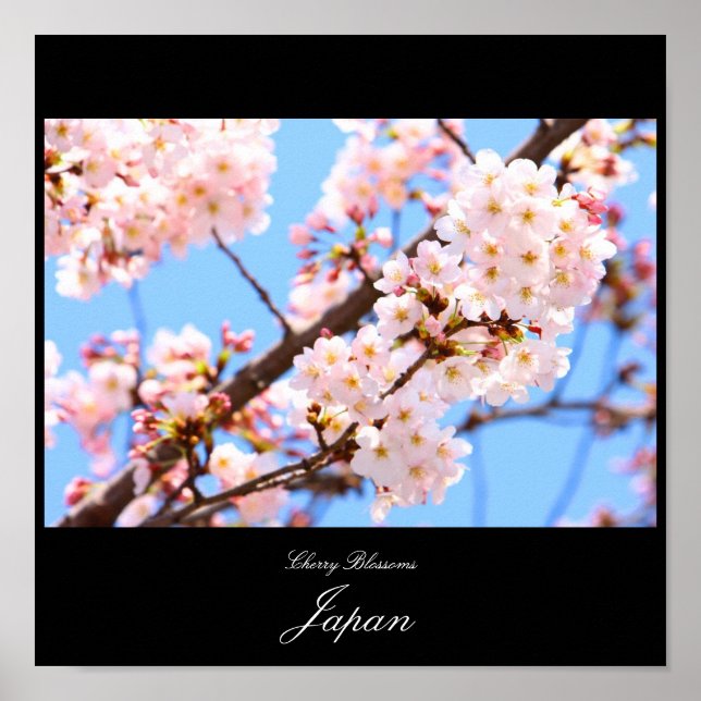 Cherry Blossoms in Japan Poster (Front)