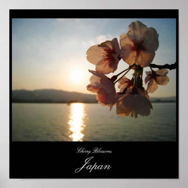 Cherry Blossoms in Japan Poster (Front)