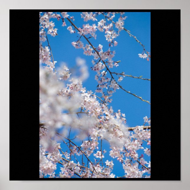 Cherry Blossoms in Japan Poster (Front)