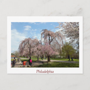Cherry Blossoms in Philadelphia Postcard
