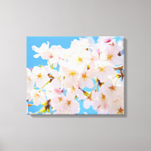 Cherry Blossoms in Spring