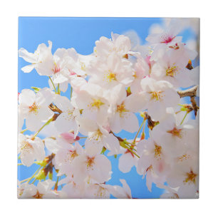 Cherry Blossoms in Spring Tile