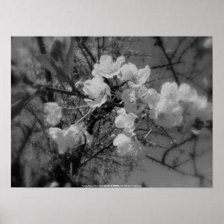 cherry blossoms in the sky, black and white poster