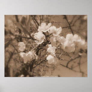 cherry blossoms in the sky, sepia poster