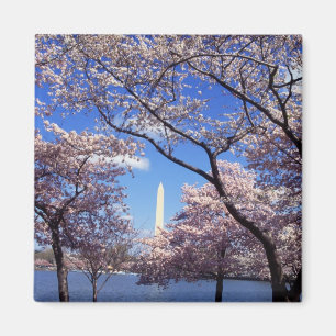 Cherry Blossoms in Washington DC fridge magnet