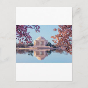 Cherry Blossoms in Washington DC Postcard