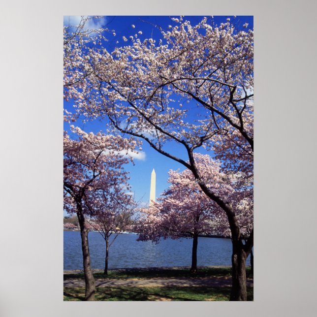 Cherry Blossoms in Washington DC poster print (Front)