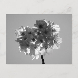 Cherry Blossoms: Japan (black and white) Postcard