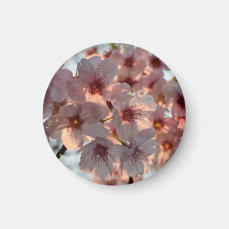 Cherry Blossoms: Japan Magnet