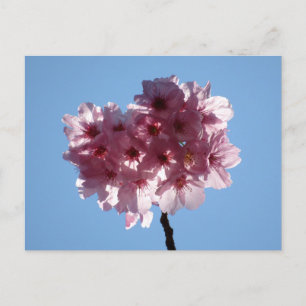Cherry Blossoms: Japan Postcard