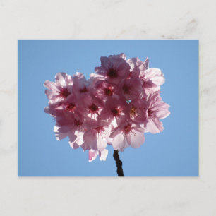 Cherry Blossoms: Japan Postcard