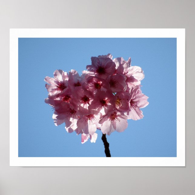 Cherry Blossoms: Japan  Poster (Front)
