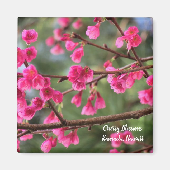 Cherry Blossoms Magnet (Front)