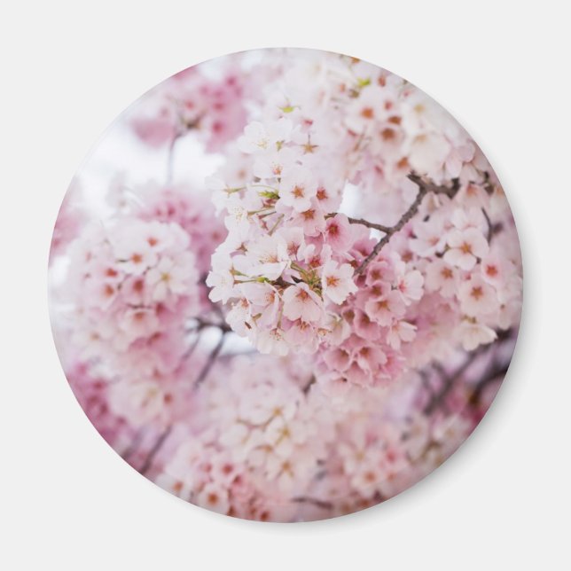 Cherry Blossoms Magnet (Front)