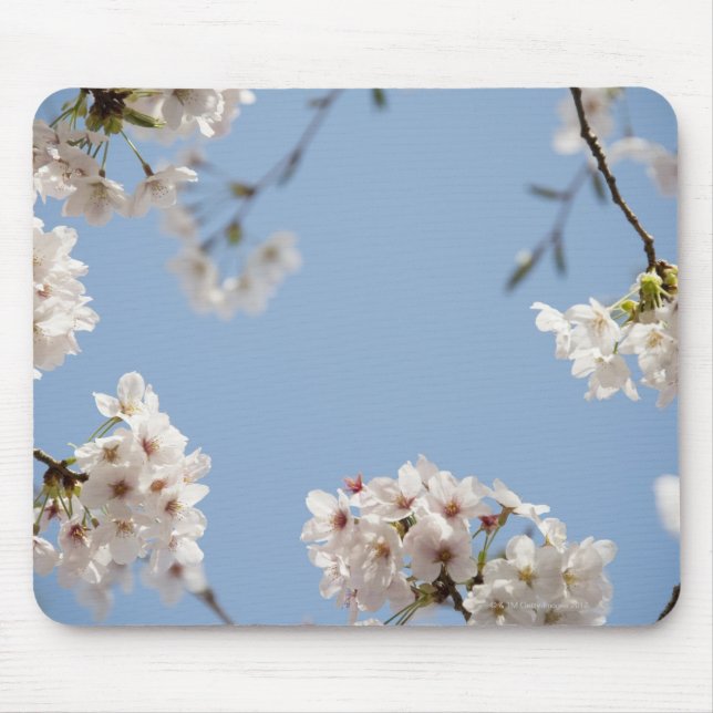 Cherry blossoms mouse pad (Front)