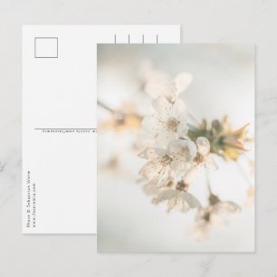 Cherry Blossoms Nature Photo Postcard