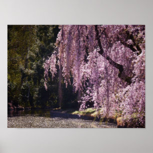 Cherry Blossoms On Trees Over Water, Small Poster