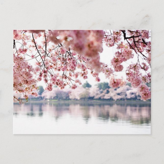 Cherry Blossoms Postcard (Front)