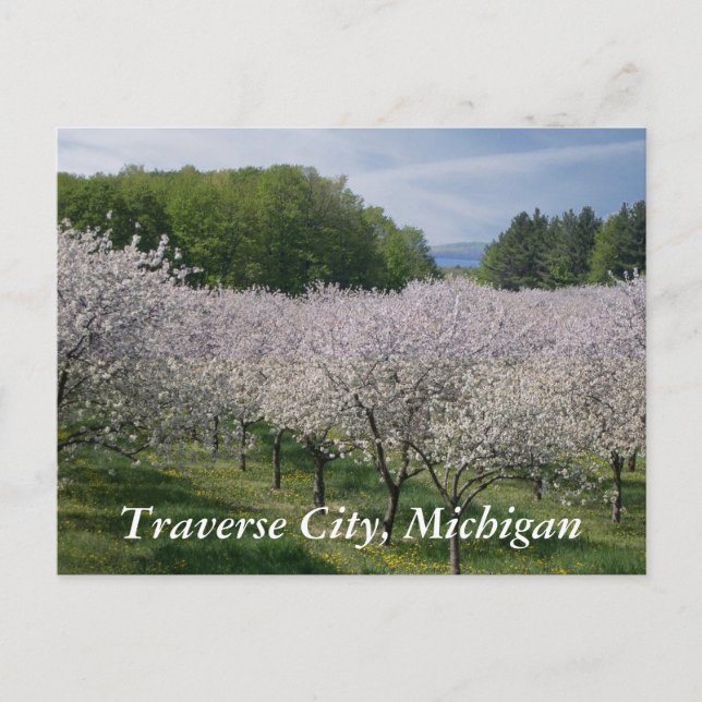 "Cherry Blossoms" Postcard (Front)