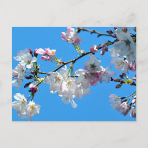 Cherry Blossoms Postcard